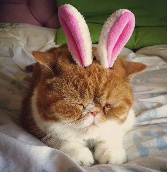 Oscar The Bunny