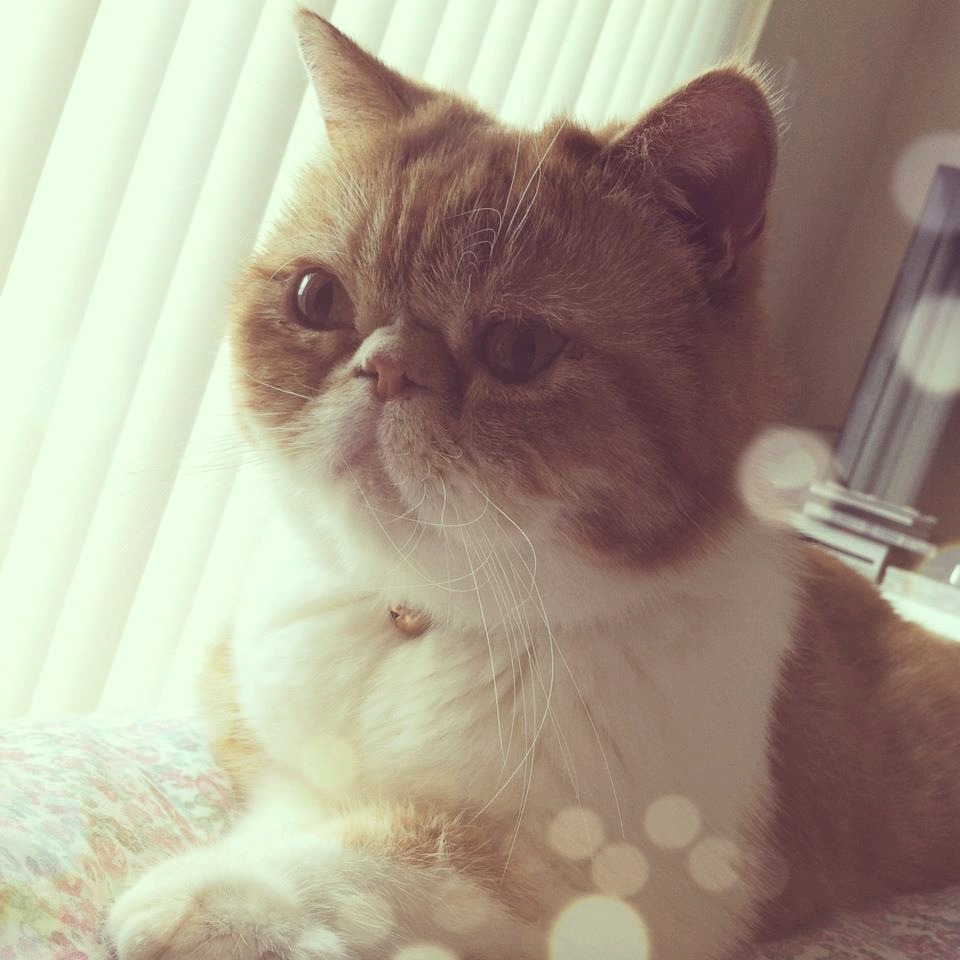 Monday Cat Face #1