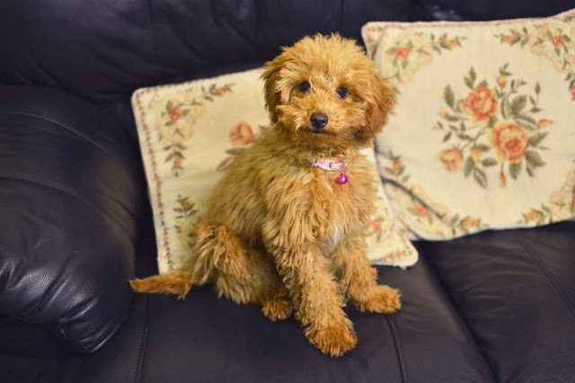 Miniature Poodle, Poodle hair cut, poodle Miniature Poodle, Poodle hair cut, poodle