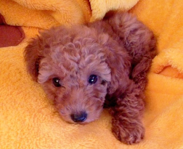 miniature poodle puppy, cute puppy miniature poodle puppy, cute puppy