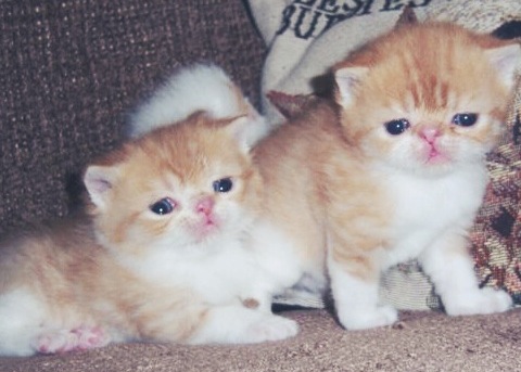 exotic short hair kittens, cute kittens exotic short hair kittens, cute kittens