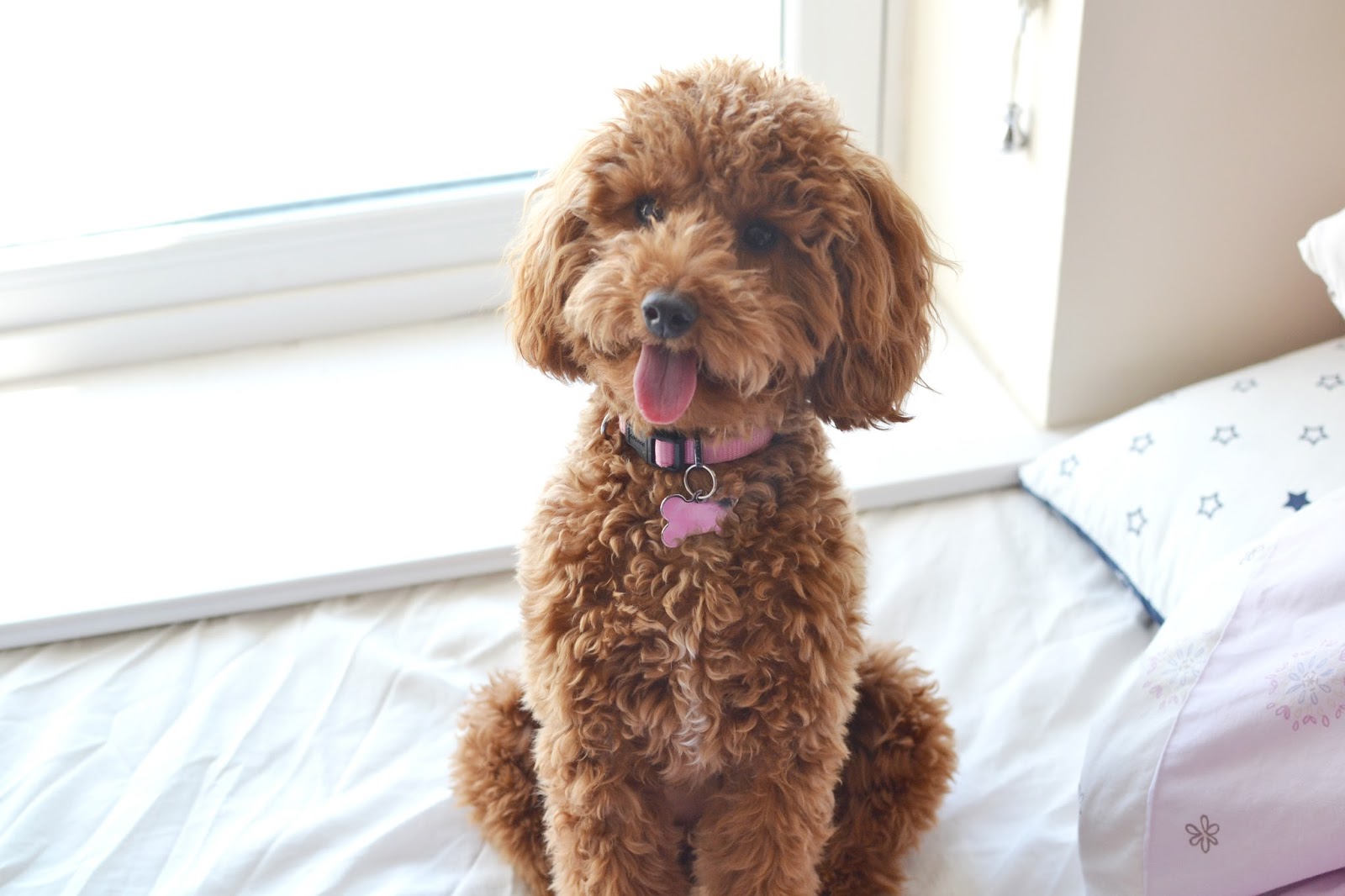 miniature poodle, apricot poodle, one year old poodle miniature poodle, apricot poodle, one year old poodle