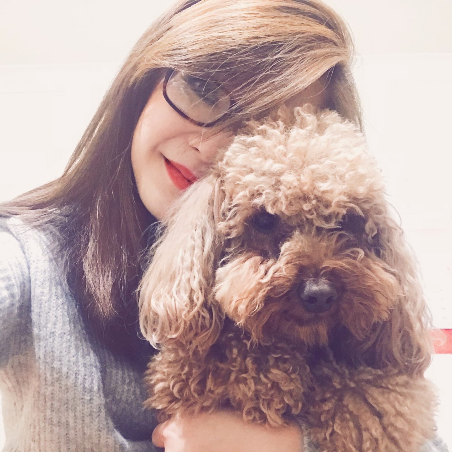 And The Winner Is… Bonnie: The Most Pampered Poodle